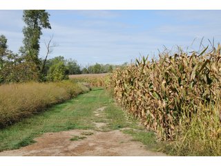 Property photo 16 - REAL ESTATE AUCTION - 495+/- ACRES OFFERED IN 19 TRACTS IN BRANCH COUNTY, MICHIGAN