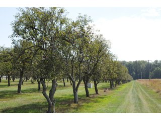 Property photo 50 - REAL ESTATE AUCTION - 495+/- ACRES OFFERED IN 19 TRACTS IN BRANCH COUNTY, MICHIGAN