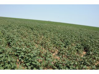 Property photo 13 - IRRIGATED FARMLAND AUCTION - 640+/- ACRES OFFERED IN 1 TRACT IN HARTLEY CO., TEXAS