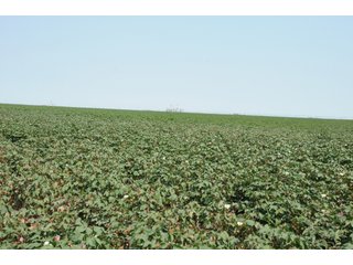 Property photo 17 - IRRIGATED FARMLAND AUCTION - 640+/- ACRES OFFERED IN 1 TRACT IN HARTLEY CO., TEXAS