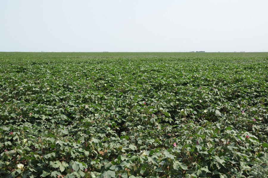 IRRIGATED FARMLAND AUCTION - 640+/- ACRES OFFERED IN 1 TRACT IN HARTLEY CO., TEXAS
