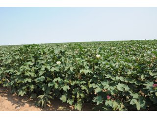 Property photo 14 - IRRIGATED FARMLAND AUCTION - 640+/- ACRES OFFERED IN 1 TRACT IN HARTLEY CO., TEXAS