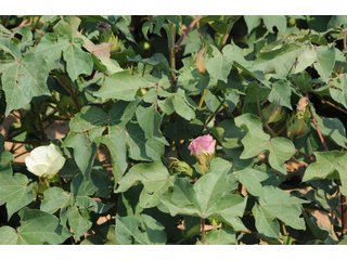 Property photo 15 - IRRIGATED FARMLAND AUCTION - 640+/- ACRES OFFERED IN 1 TRACT IN HARTLEY CO., TEXAS