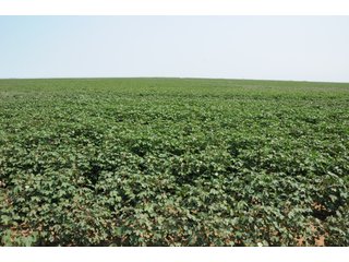 Property photo 19 - IRRIGATED FARMLAND AUCTION - 640+/- ACRES OFFERED IN 1 TRACT IN HARTLEY CO., TEXAS