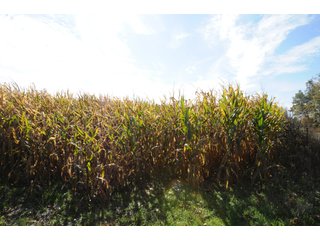 Property photo 126 - MAJOR LAND AUCTION - 315+/- ACRES IN 16 TRACTS - 6 PROPERTIES IN WHITLEY & ALLEN COUNTIES, INDIANA