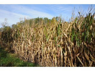 Property photo 140 - MAJOR LAND AUCTION - 315+/- ACRES IN 16 TRACTS - 6 PROPERTIES IN WHITLEY & ALLEN COUNTIES, INDIANA
