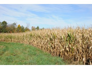 Property photo 99 - MAJOR LAND AUCTION - 315+/- ACRES IN 16 TRACTS - 6 PROPERTIES IN WHITLEY & ALLEN COUNTIES, INDIANA