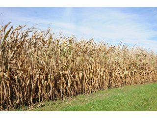 Property photo 115 - MAJOR LAND AUCTION - 315+/- ACRES IN 16 TRACTS - 6 PROPERTIES IN WHITLEY & ALLEN COUNTIES, INDIANA