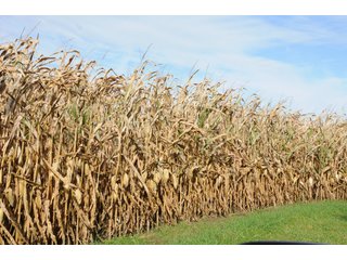 Property photo 97 - MAJOR LAND AUCTION - 315+/- ACRES IN 16 TRACTS - 6 PROPERTIES IN WHITLEY & ALLEN COUNTIES, INDIANA
