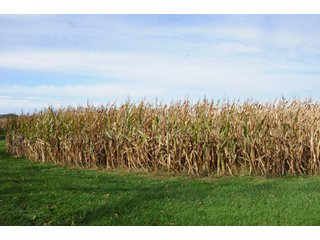 Property photo 123 - MAJOR LAND AUCTION - 315+/- ACRES IN 16 TRACTS - 6 PROPERTIES IN WHITLEY & ALLEN COUNTIES, INDIANA