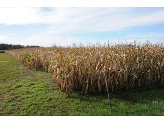 Property photo 111 - MAJOR LAND AUCTION - 315+/- ACRES IN 16 TRACTS - 6 PROPERTIES IN WHITLEY & ALLEN COUNTIES, INDIANA