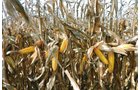 TRACT 2 - LAND AUCTION - 180+/- ACRES OFFERED IN 5 TRACTS IN WHITE COUNTY, INDIANA