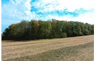 TRACT 5 - LAND AUCTION - 180+/- ACRES OFFERED IN 5 TRACTS IN WHITE COUNTY, INDIANA