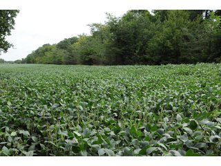 - 29.29+/- Acres
- 16.38+/- Tillable Acres (FSA)
- 16 in. water line located on CR 100 South
- Forced sewer line on E Business 30

- Productive Tillable Soils
- Recreational Ground
- Potential Building Site
- Potential Gravel and Sand Reserves - Tillable/Recreational/Potential Building Site