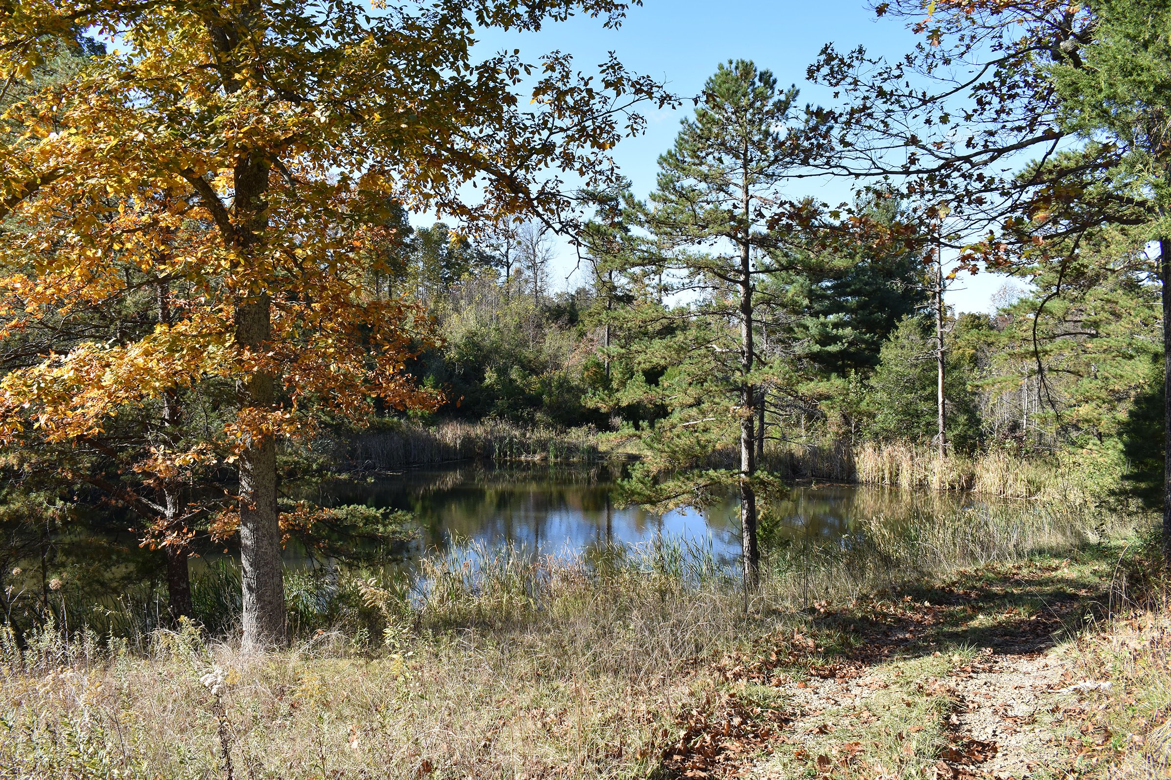 Property photo 35 - LAND AUCTION - 1,682+/- ACRES OFFERED IN 17 TRACTS IN LEWIS & GREENUP COUNTIES, KENTUCKY