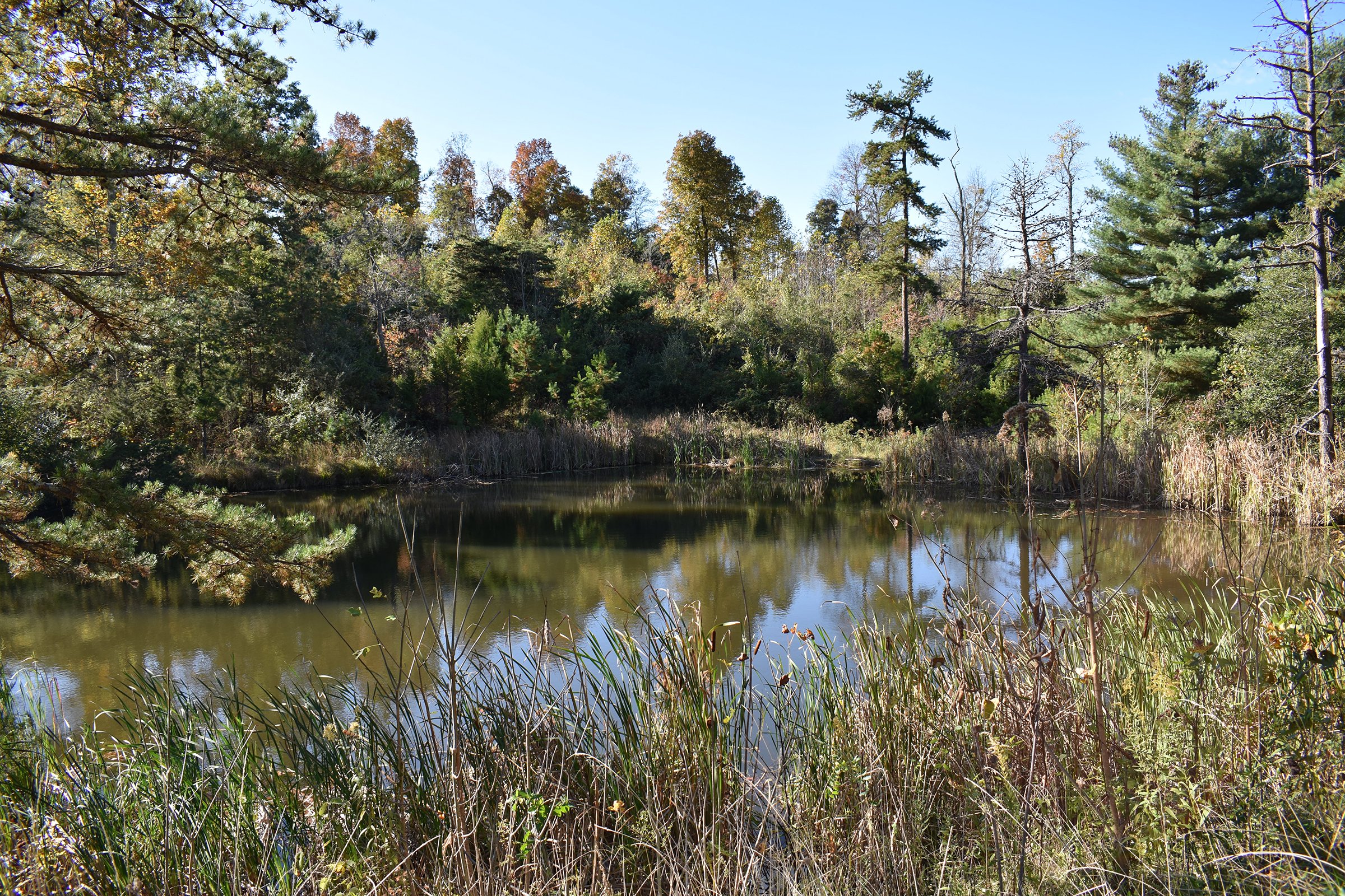 Property photo 36 - LAND AUCTION - 1,682+/- ACRES OFFERED IN 17 TRACTS IN LEWIS & GREENUP COUNTIES, KENTUCKY