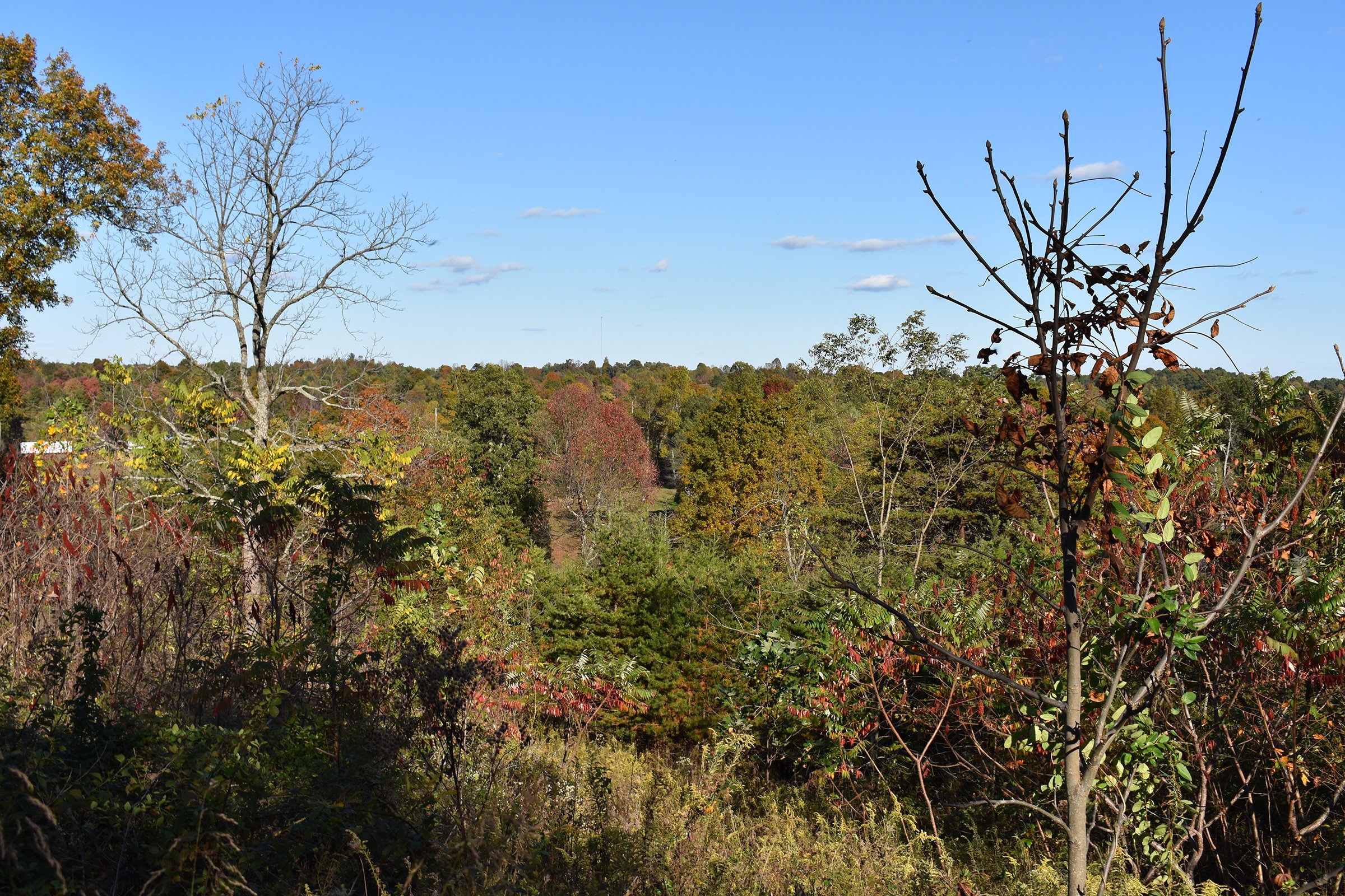 Property photo 34 - LAND AUCTION - 1,682+/- ACRES OFFERED IN 17 TRACTS IN LEWIS & GREENUP COUNTIES, KENTUCKY