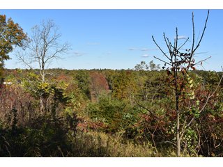 Property photo 34 - LAND AUCTION - 1,682+/- ACRES OFFERED IN 17 TRACTS IN LEWIS & GREENUP COUNTIES, KENTUCKY