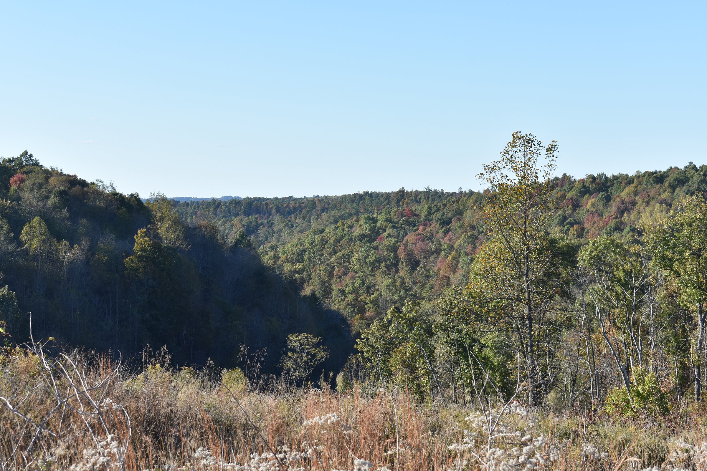 Property photo 33 - LAND AUCTION - 1,682+/- ACRES OFFERED IN 17 TRACTS IN LEWIS & GREENUP COUNTIES, KENTUCKY