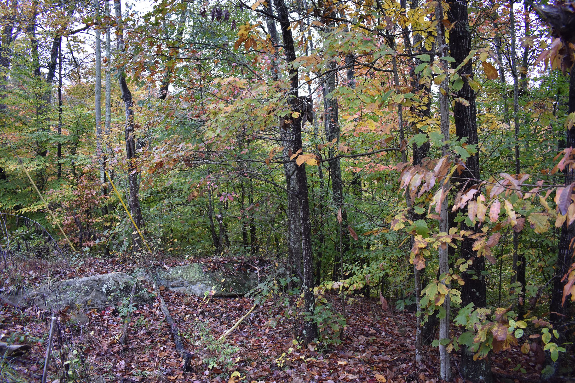 Property photo 37 - LAND AUCTION - 1,682+/- ACRES OFFERED IN 17 TRACTS IN LEWIS & GREENUP COUNTIES, KENTUCKY
