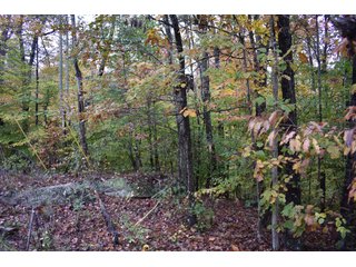 Property photo 37 - LAND AUCTION - 1,682+/- ACRES OFFERED IN 17 TRACTS IN LEWIS & GREENUP COUNTIES, KENTUCKY