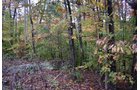 Property photo 37 - LAND AUCTION - 1,682+/- ACRES OFFERED IN 17 TRACTS IN LEWIS & GREENUP COUNTIES, KENTUCKY