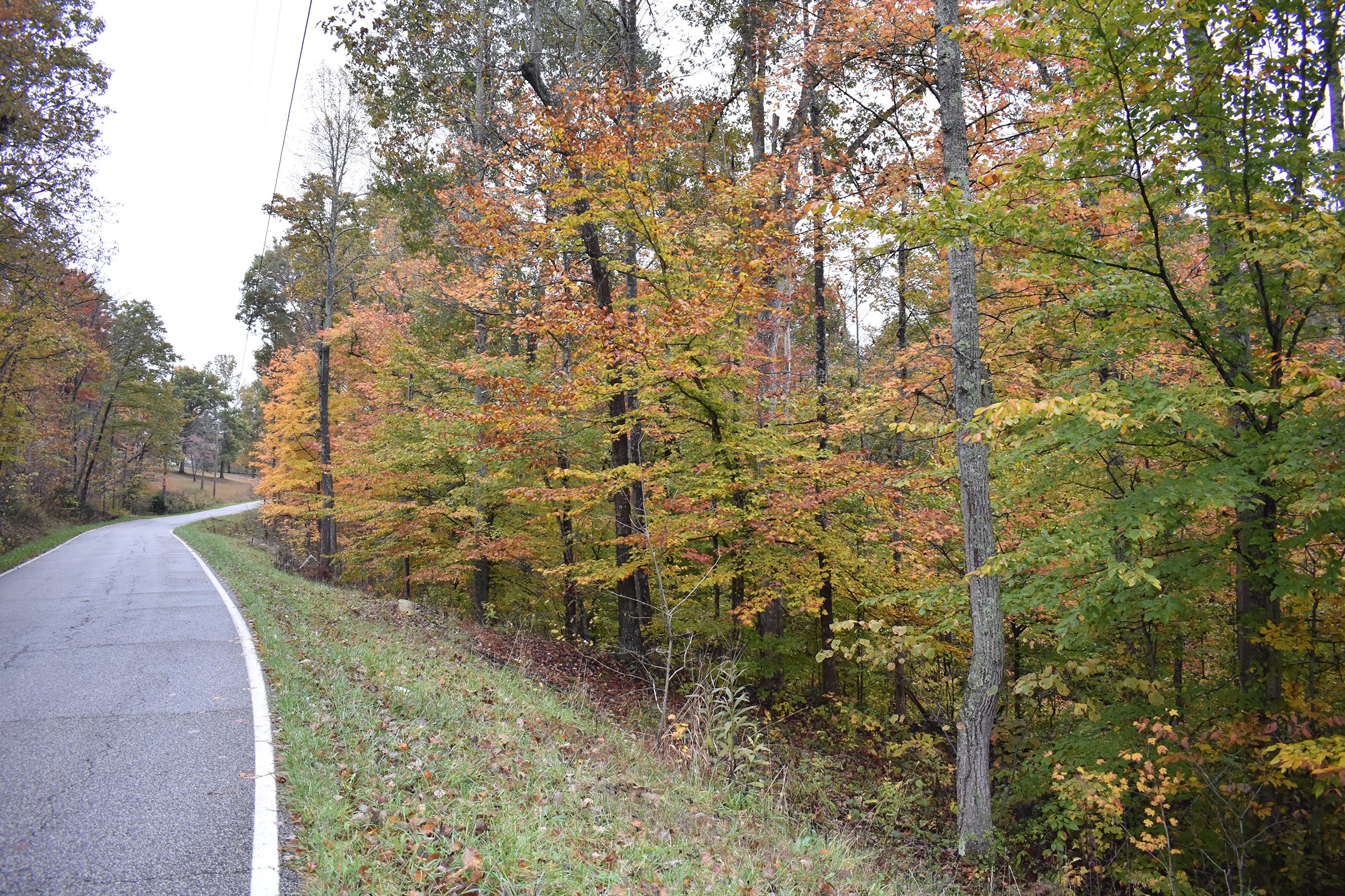 Property photo 29 - LAND AUCTION - 1,682+/- ACRES OFFERED IN 17 TRACTS IN LEWIS & GREENUP COUNTIES, KENTUCKY