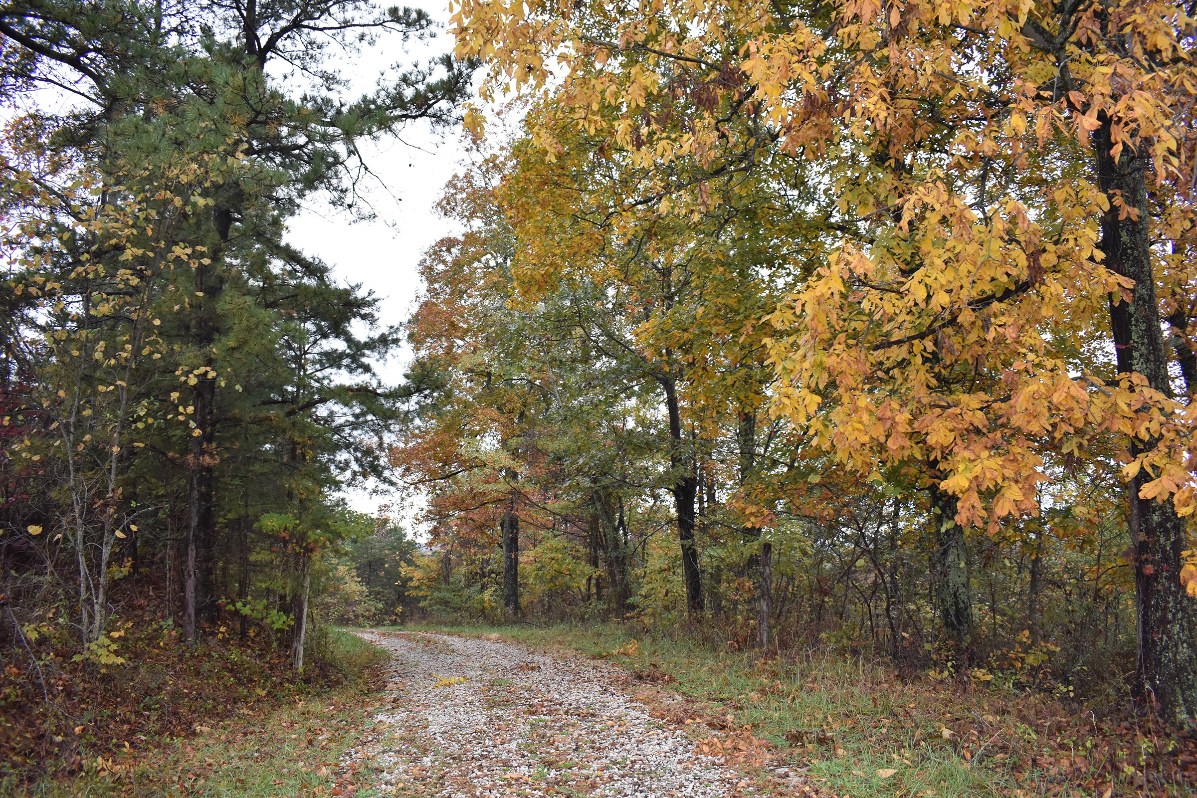 Property photo 40 - LAND AUCTION - 1,682+/- ACRES OFFERED IN 17 TRACTS IN LEWIS & GREENUP COUNTIES, KENTUCKY