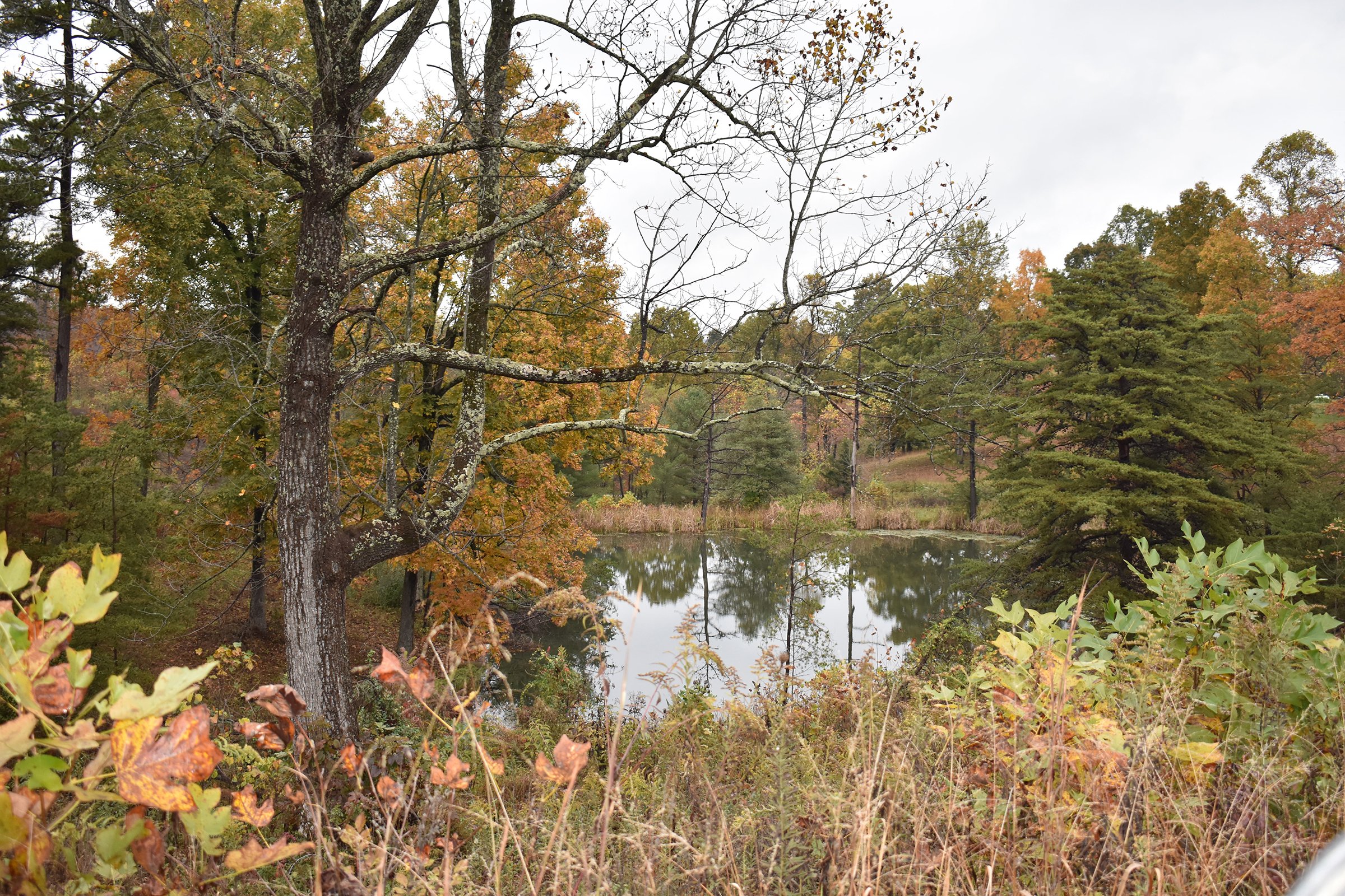 Property photo 48 - LAND AUCTION - 1,682+/- ACRES OFFERED IN 17 TRACTS IN LEWIS & GREENUP COUNTIES, KENTUCKY
