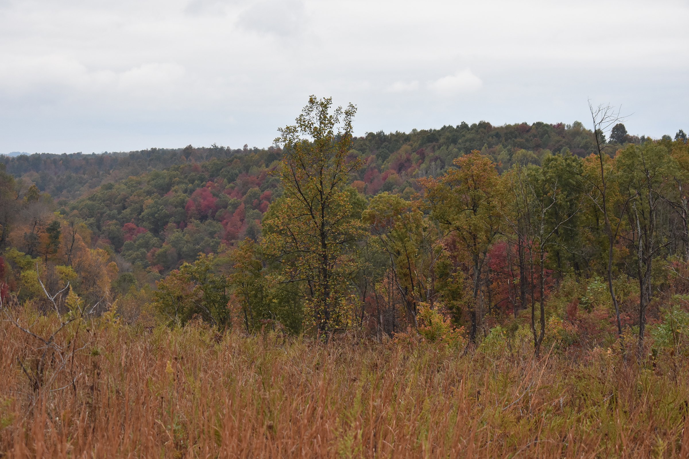 Property photo 41 - LAND AUCTION - 1,682+/- ACRES OFFERED IN 17 TRACTS IN LEWIS & GREENUP COUNTIES, KENTUCKY