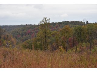 Property photo 41 - LAND AUCTION - 1,682+/- ACRES OFFERED IN 17 TRACTS IN LEWIS & GREENUP COUNTIES, KENTUCKY