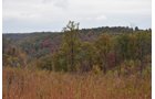 Property photo 41 - LAND AUCTION - 1,682+/- ACRES OFFERED IN 17 TRACTS IN LEWIS & GREENUP COUNTIES, KENTUCKY