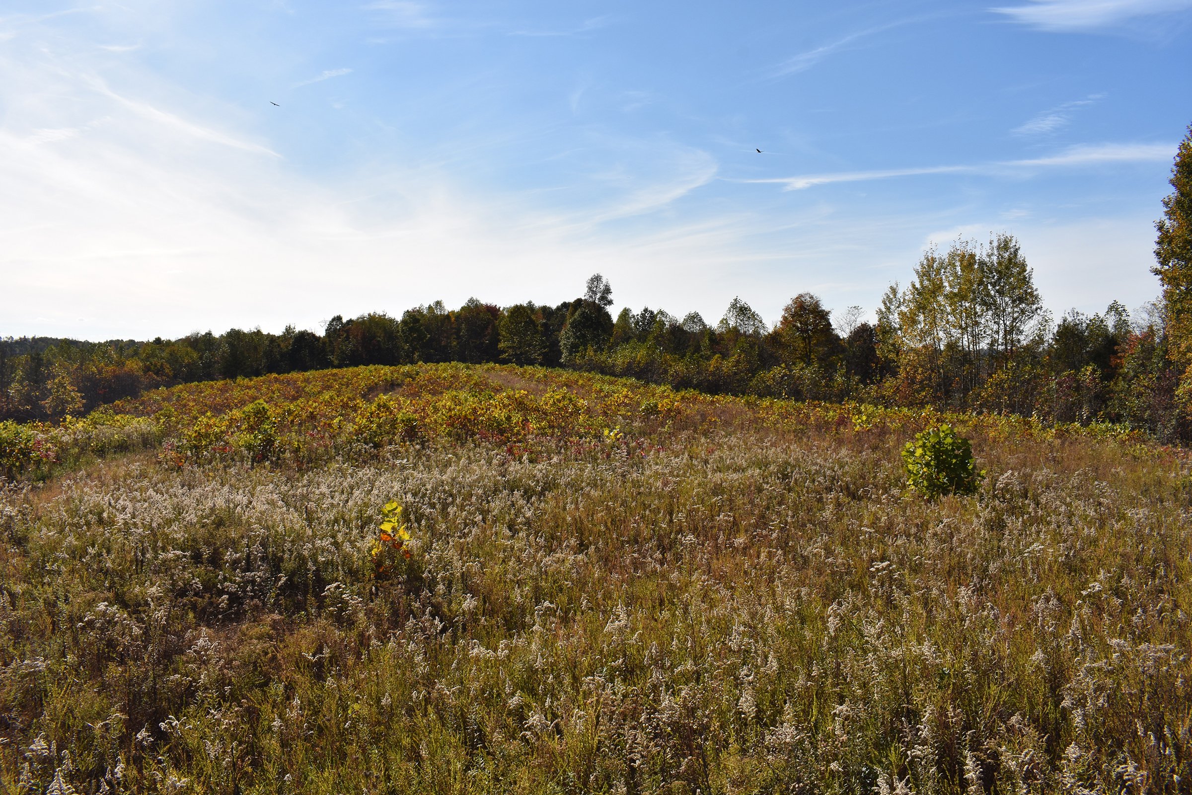 Property photo 47 - LAND AUCTION - 1,682+/- ACRES OFFERED IN 17 TRACTS IN LEWIS & GREENUP COUNTIES, KENTUCKY