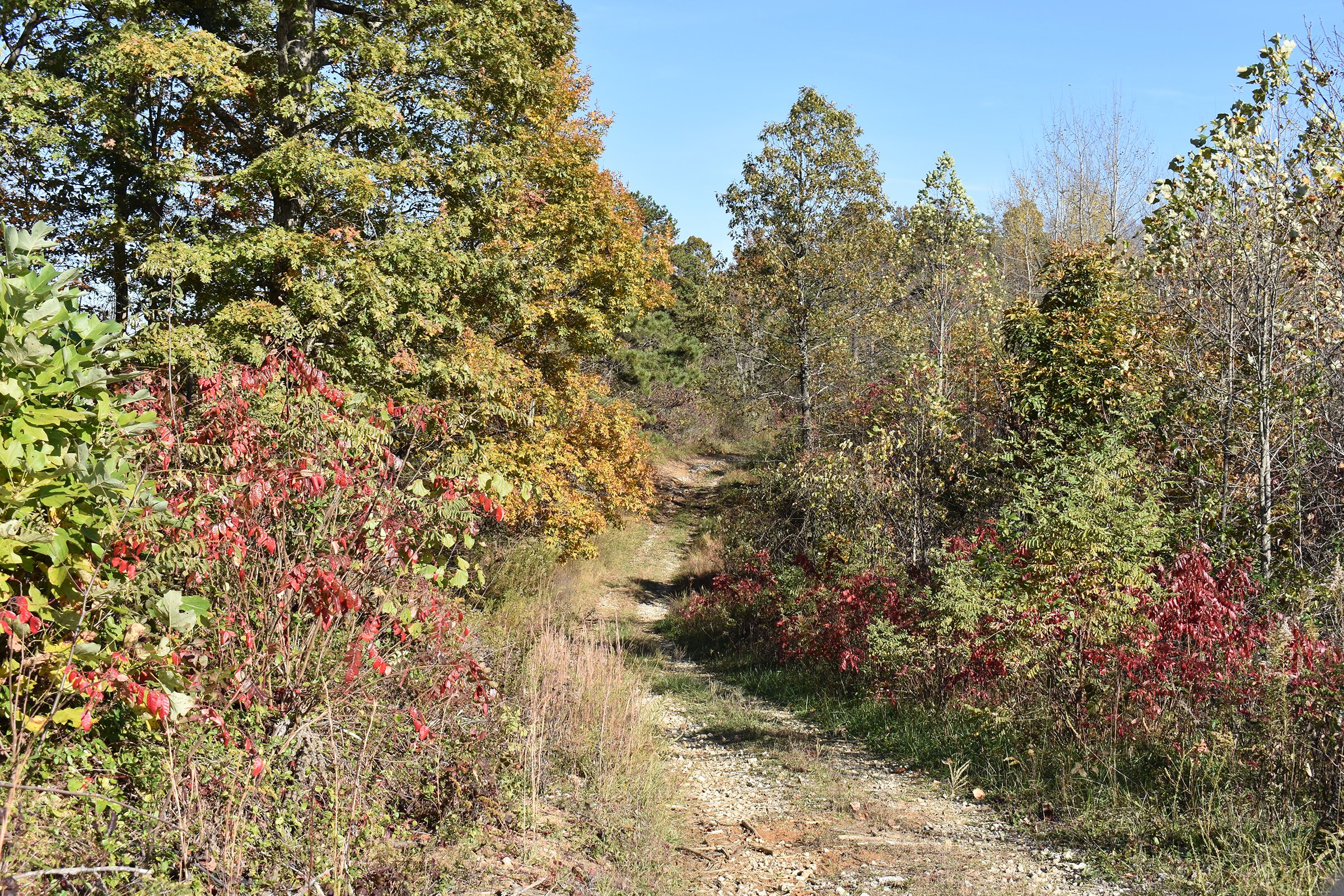 Property photo 44 - LAND AUCTION - 1,682+/- ACRES OFFERED IN 17 TRACTS IN LEWIS & GREENUP COUNTIES, KENTUCKY