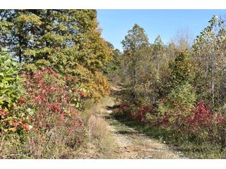 Property photo 44 - LAND AUCTION - 1,682+/- ACRES OFFERED IN 17 TRACTS IN LEWIS & GREENUP COUNTIES, KENTUCKY