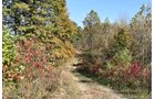 Property photo 44 - LAND AUCTION - 1,682+/- ACRES OFFERED IN 17 TRACTS IN LEWIS & GREENUP COUNTIES, KENTUCKY