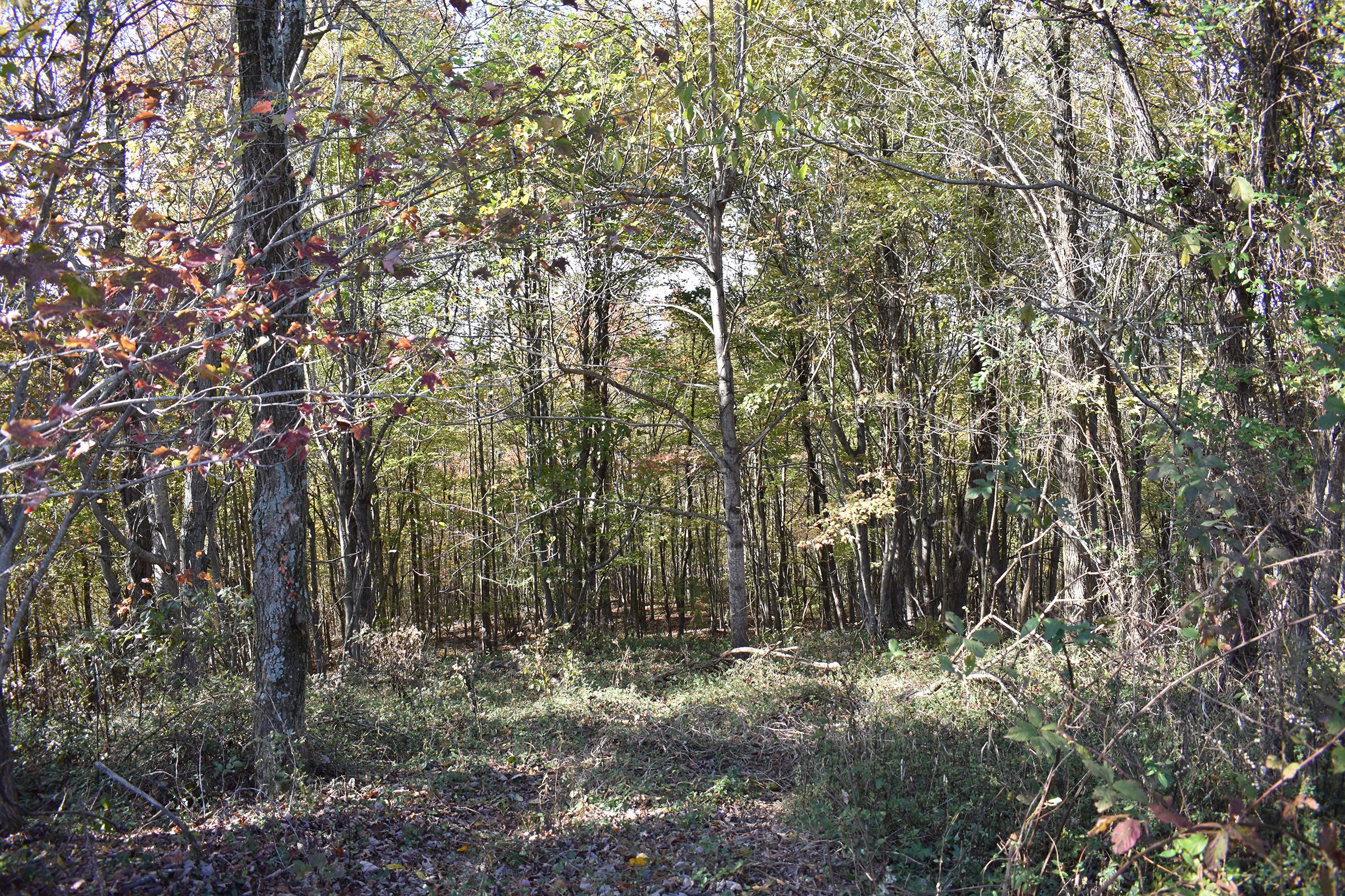 Property photo 39 - LAND AUCTION - 1,682+/- ACRES OFFERED IN 17 TRACTS IN LEWIS & GREENUP COUNTIES, KENTUCKY