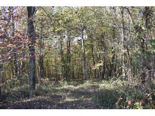 Property photo 39 - LAND AUCTION - 1,682+/- ACRES OFFERED IN 17 TRACTS IN LEWIS & GREENUP COUNTIES, KENTUCKY