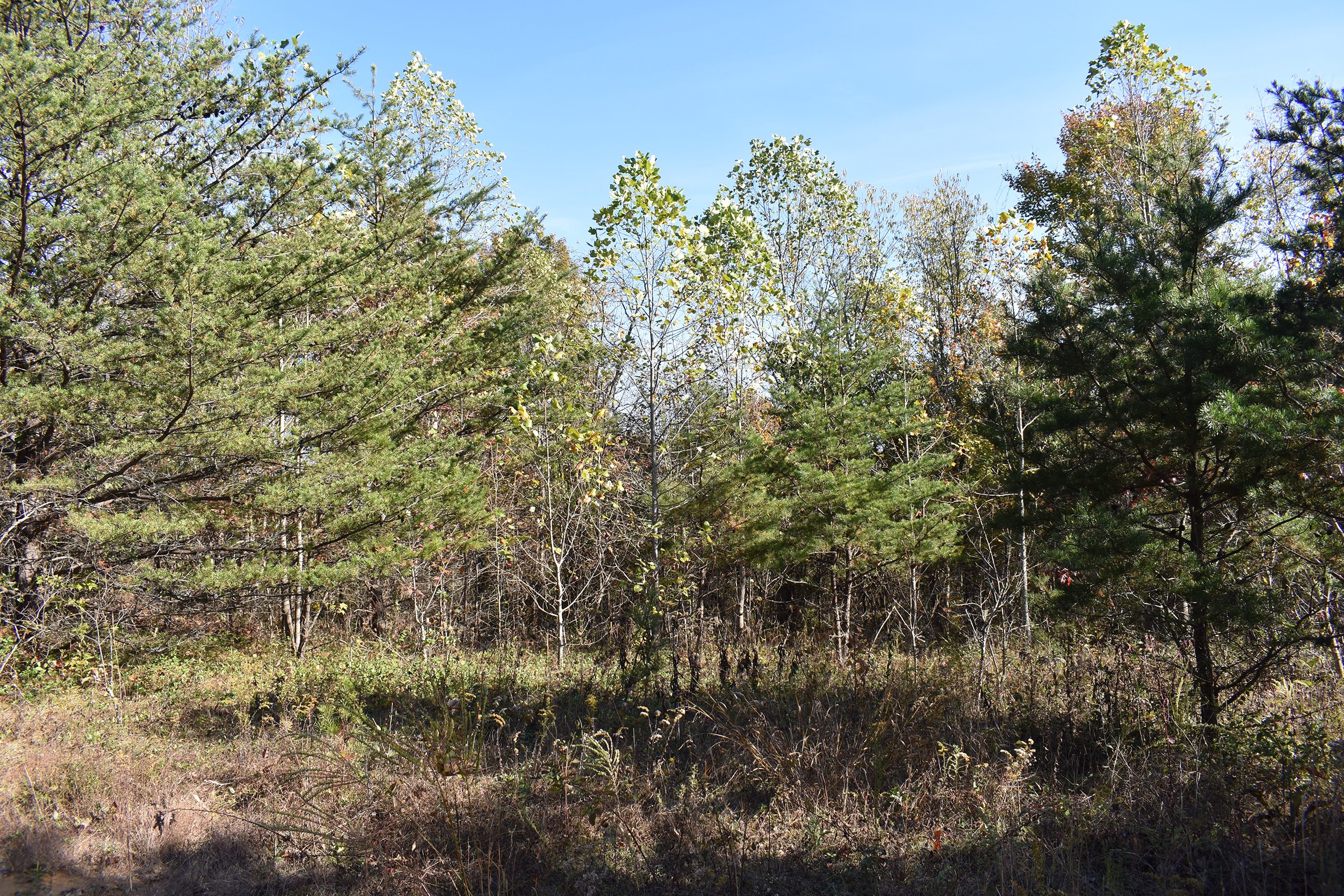Property photo 42 - LAND AUCTION - 1,682+/- ACRES OFFERED IN 17 TRACTS IN LEWIS & GREENUP COUNTIES, KENTUCKY