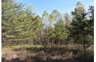 Property photo 42 - LAND AUCTION - 1,682+/- ACRES OFFERED IN 17 TRACTS IN LEWIS & GREENUP COUNTIES, KENTUCKY