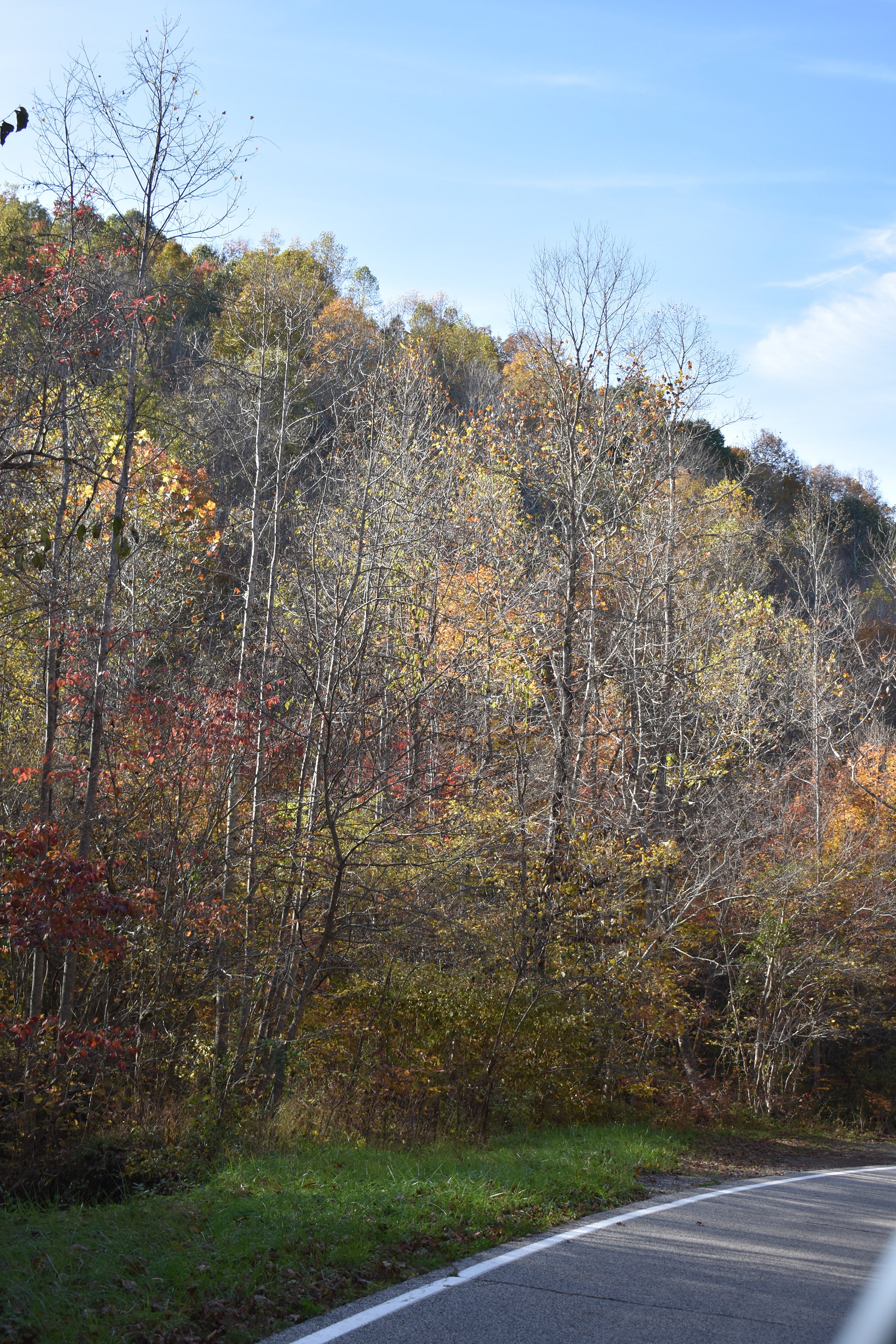 Property photo 49 - LAND AUCTION - 1,682+/- ACRES OFFERED IN 17 TRACTS IN LEWIS & GREENUP COUNTIES, KENTUCKY