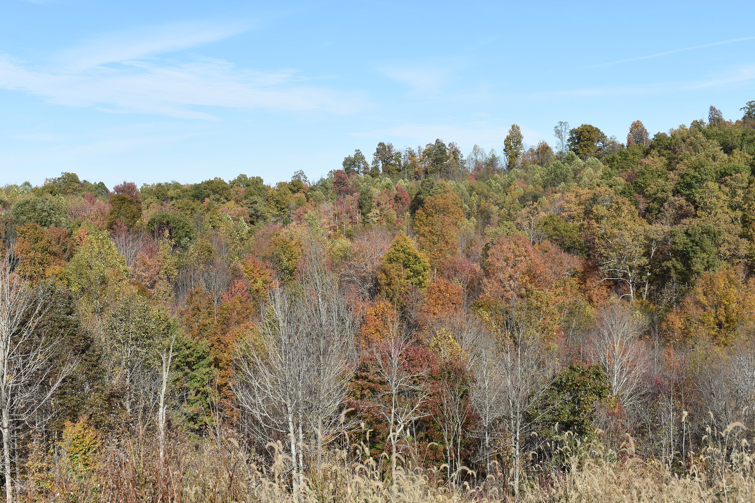 Property photo 57 - LAND AUCTION - 1,682+/- ACRES OFFERED IN 17 TRACTS IN LEWIS & GREENUP COUNTIES, KENTUCKY