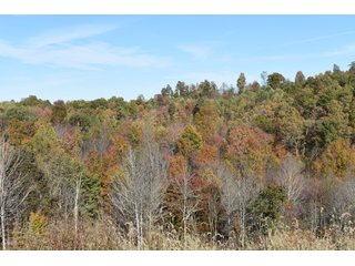 Property photo 57 - LAND AUCTION - 1,682+/- ACRES OFFERED IN 17 TRACTS IN LEWIS & GREENUP COUNTIES, KENTUCKY
