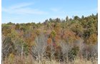 Property photo 57 - LAND AUCTION - 1,682+/- ACRES OFFERED IN 17 TRACTS IN LEWIS & GREENUP COUNTIES, KENTUCKY