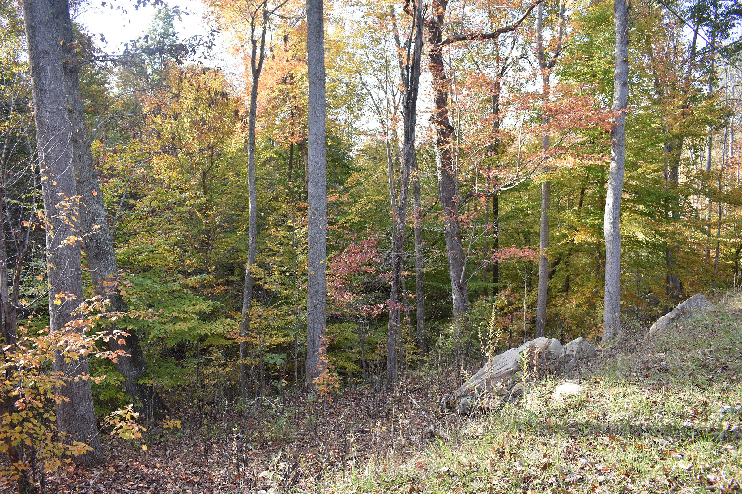 Property photo 58 - LAND AUCTION - 1,682+/- ACRES OFFERED IN 17 TRACTS IN LEWIS & GREENUP COUNTIES, KENTUCKY