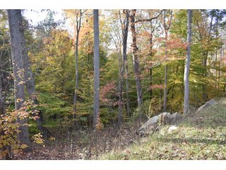 Property photo 58 - LAND AUCTION - 1,682+/- ACRES OFFERED IN 17 TRACTS IN LEWIS & GREENUP COUNTIES, KENTUCKY