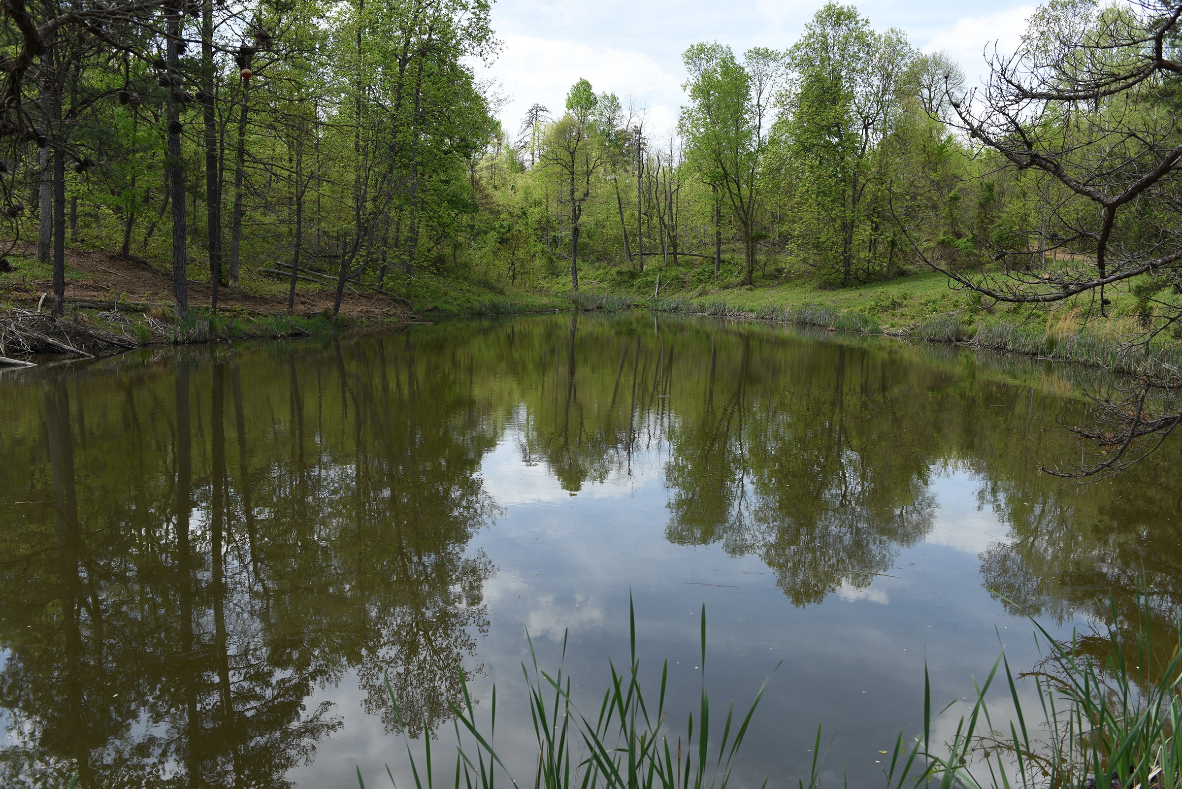 Property photo 63 - LAND AUCTION - 1,682+/- ACRES OFFERED IN 17 TRACTS IN LEWIS & GREENUP COUNTIES, KENTUCKY