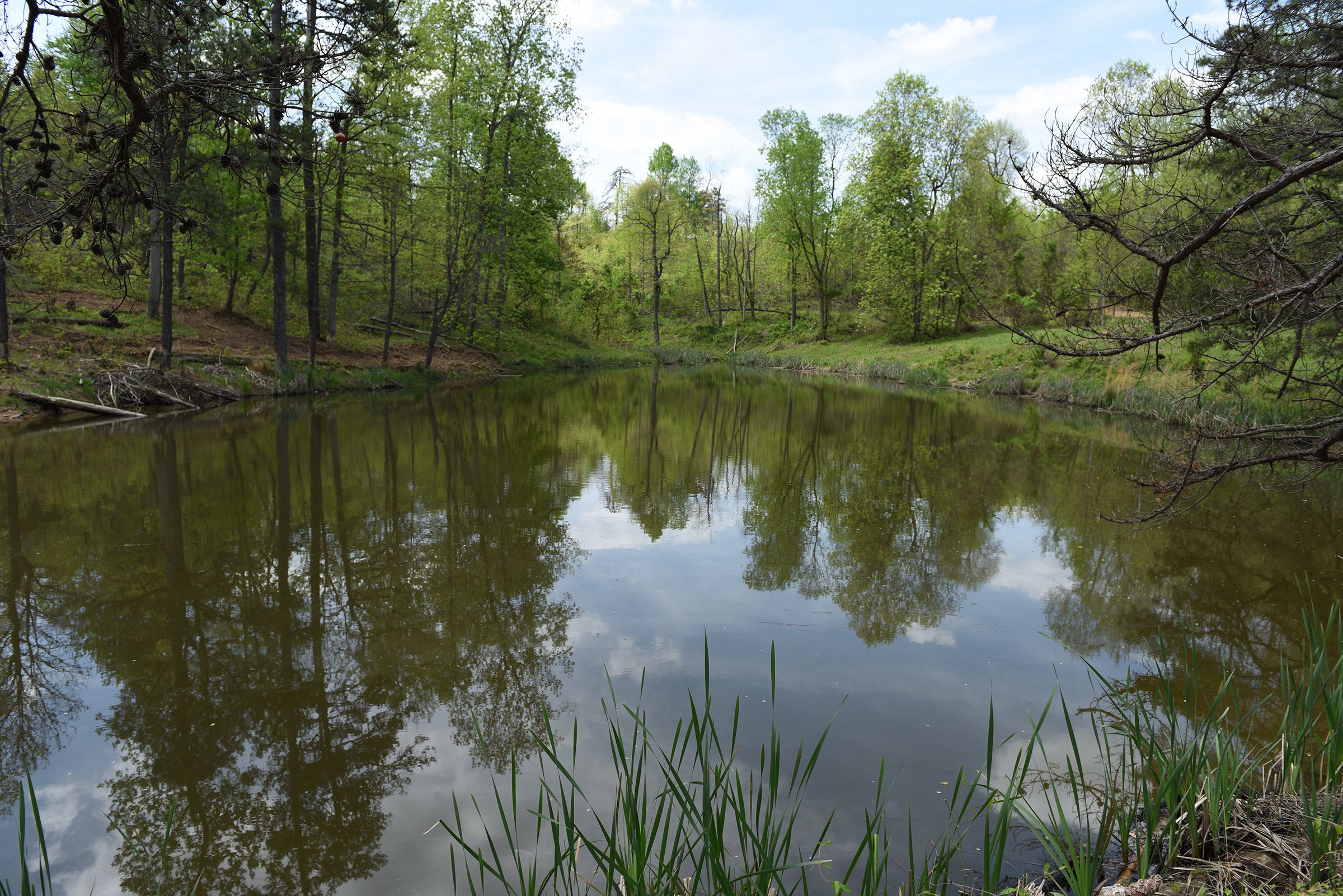 Property photo 71 - LAND AUCTION - 1,682+/- ACRES OFFERED IN 17 TRACTS IN LEWIS & GREENUP COUNTIES, KENTUCKY
