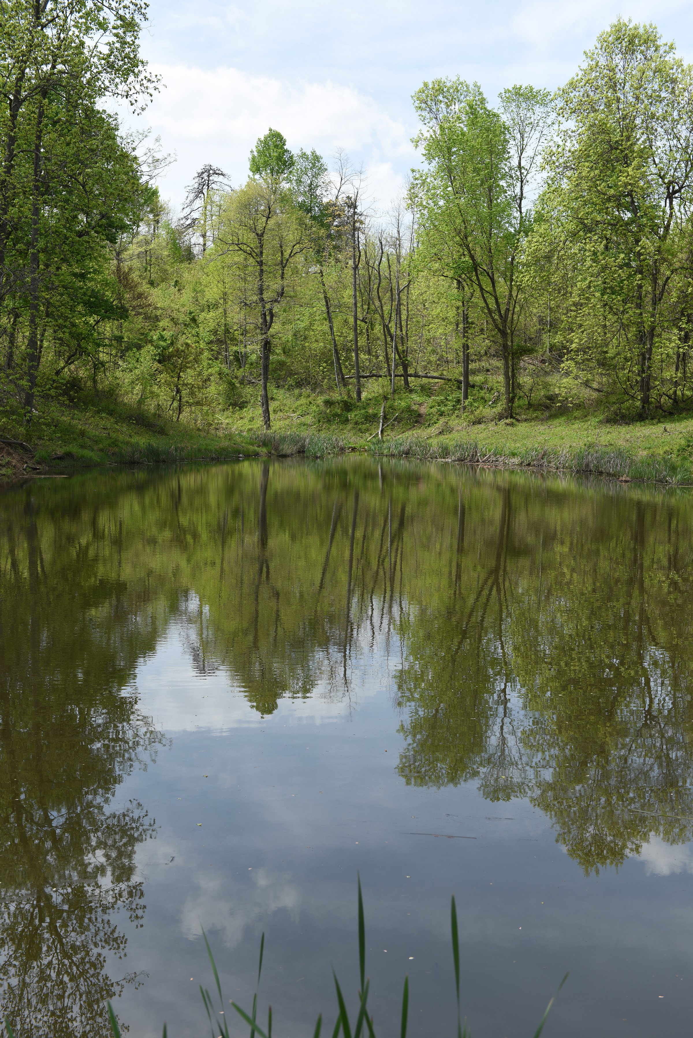 Property photo 67 - LAND AUCTION - 1,682+/- ACRES OFFERED IN 17 TRACTS IN LEWIS & GREENUP COUNTIES, KENTUCKY
