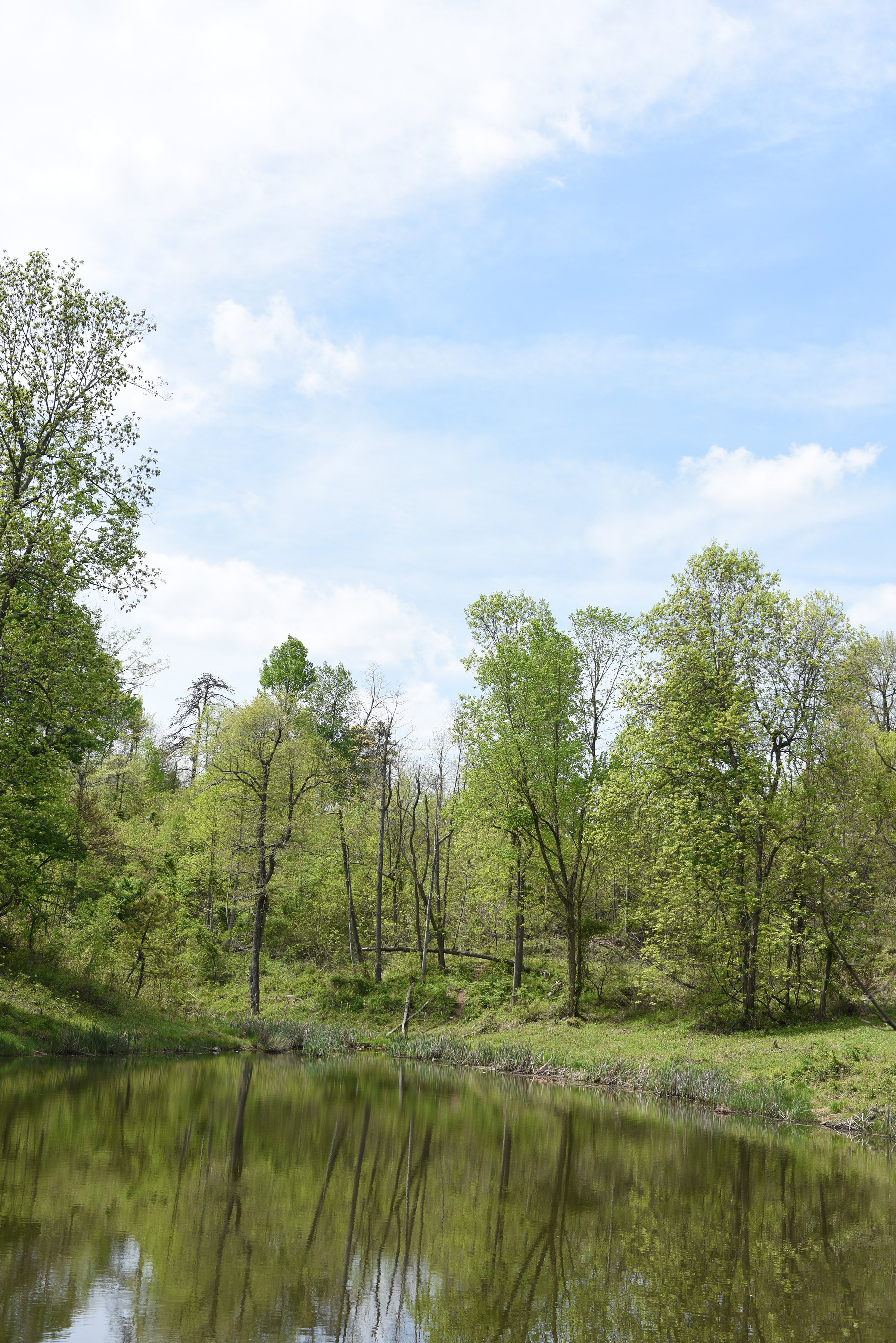 Property photo 70 - LAND AUCTION - 1,682+/- ACRES OFFERED IN 17 TRACTS IN LEWIS & GREENUP COUNTIES, KENTUCKY
